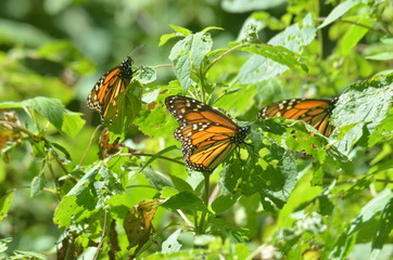 Mariposas monarcas