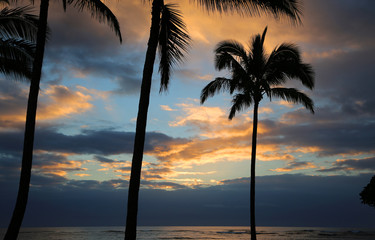 Palm trees silhouette - Hawaii