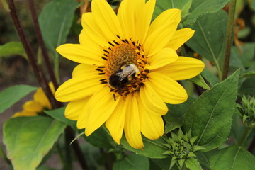 bee on sunflower