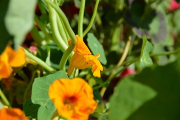 orange nasturtium flowers in the village