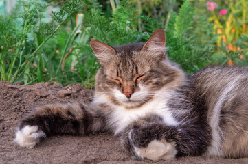 Naklejka na ściany i meble Fluffy tricolour male cat in the garden. From above motley gorgeous cat is lying on a land in the garden. Having resting with relax with closed eyes. Selective focus
