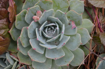 detalle de suculenta o crasa