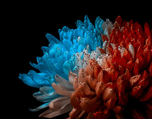 Unusual Red and Blue Dahlia. Low Key studio shot of a bright flower. Good for screen background wallpapers.
