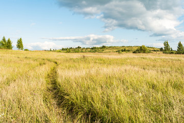 the valley with dry grass bushes and conifers, sunny summer day, blue sky with clouds, track in the grass