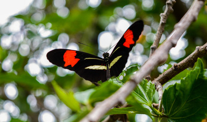 butterfly on a tree