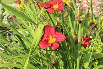 red lily in garden