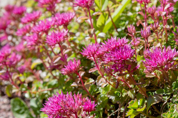 Blossom of sedum spurium, sort Schorbusser blut in alpine garden. Ground cover plants on the Alpine hill.