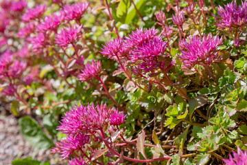 Blossom of sedum spurium, sort Schorbusser blut in alpine garden. Ground cover plants on the Alpine hill.