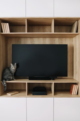 Living room interior with TV on wooden wall and a wardrobe. scandinavian style, minimal concept. Funny cat in modern interior. 
