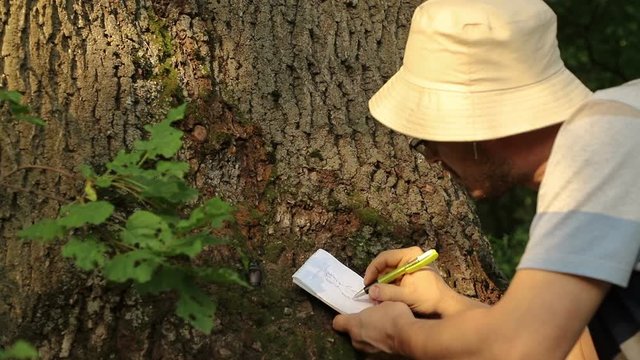 Caucasian scientist entomologist makes a sketch of a beetle Lucanus cervus in a notebook, a beetle sits on a tree bark, close-up