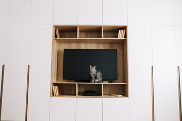 Living room interior with TV on wooden wall and a wardrobe. scandinavian style, minimal concept. Funny cat in modern interior. 