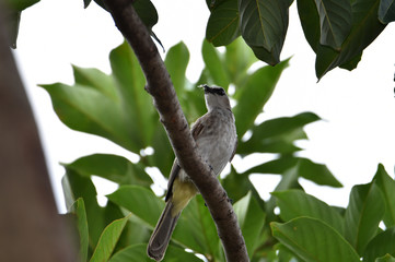 Sooty-headed Bulbul on the upper side of the body of the back and tail is gray brown