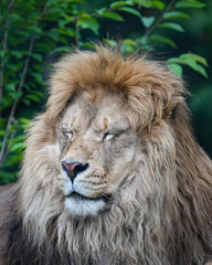 portrait of a lion eyes closed