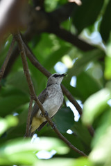 Sooty-headed Bulbul on the upper side of the body of the back and tail is gray brown