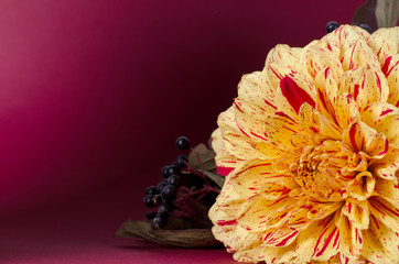 Bright yellow dahlias on a notebook against purple background. Autumn, fall romantic concept.