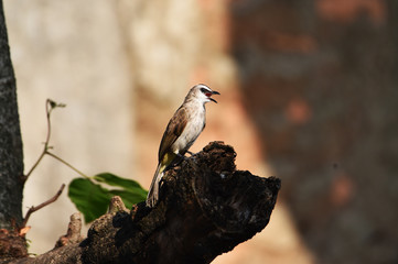 Sooty-headed Bulbul on the upper side of the body of the back and tail is gray brown
