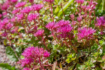 Blossom of sedum spurium, sort Schorbusser blut in alpine garden. Ground cover plants on the Alpine hill.