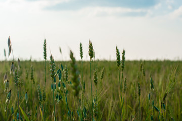 Fototapeta premium ears of barley on the field