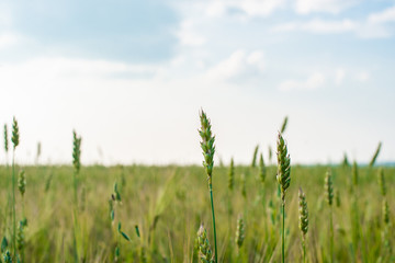 Fototapeta premium ears of barley on the field