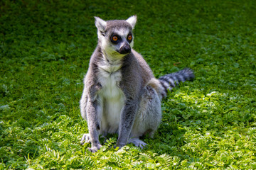 Fototapeta premium Ring tailed lemur