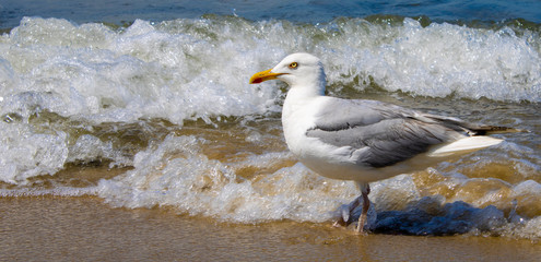 Seagull at the beach