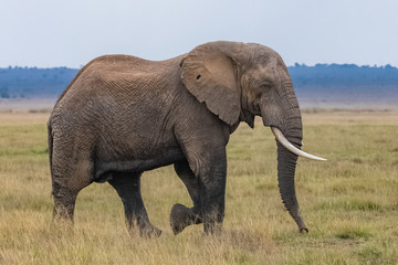 Naklejka na ściany i meble Big elephant walking in the savannah, profile portrait