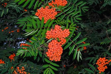 Fototapeta premium Rowan branches with ripe fruits close-up. Red rowan berries on the rowan tree branches, ripe rowan berries closeup and green leaves.