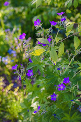 purple flowers in the garden