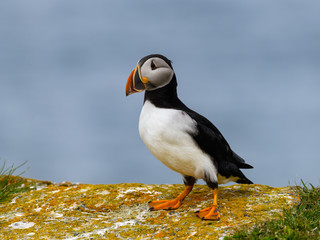 Atlantic Puffin Standing on Cliff's Rock against Blue Sea Water Background, Portrait