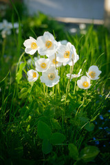 white flowers in the garden