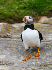 Atlantic Puffin Standing on Cliff's Rock   , Portrait
