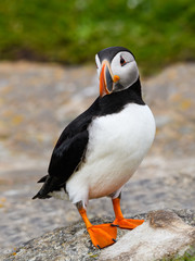 Atlantic Puffin Standing on Cliff's Rock   , Portrait