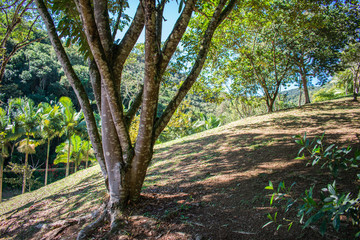 tree in the garden farm