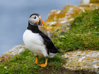 Atlantic Puffin Standing on Cliff's Rock with Green Grass against Blue Sea Water Background, Portrait
