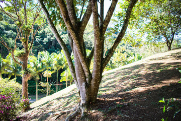 Obraz premium tree in the garden farm