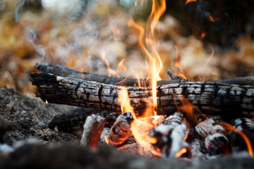 Close-up of a burning bonfire in the forest, firewood and embers on fire in the autumn forest, selective focus