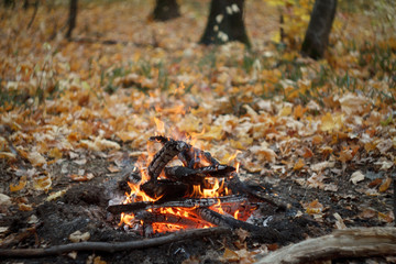 Close-up of a burning bonfire in the forest, firewood and embers on fire in the autumn forest, selective focus