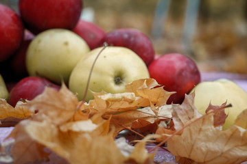 Close-up of red and yellow apples lying in yellow fallen maple leaves, concept of harvest and Thanksgiving, selective focus