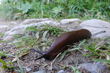 Nacktschnecke kriecht über Gras und Steine