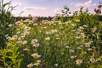 field of daisies and blue sky