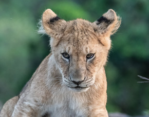 Lion Pride with several female adult lions and numerous babies and juveniles in Maasi Mara, Kenya.