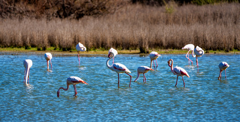 Greater Flamingos in Lagoon Fuente de Piedra, Andalusia, Spain
