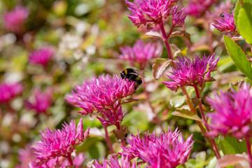 Blossom of sedum spurium, sort Schorbusser blut in alpine garden. Ground cover plants on the Alpine hill.