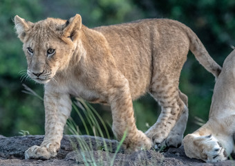 Lion Pride with several female adult lions and numerous babies and juveniles in Maasi Mara, Kenya.