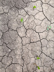 dry cracked earth