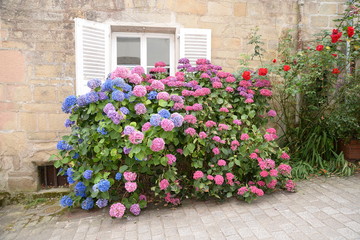 Fenster mit Hortensien in der Bretagne