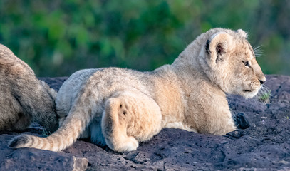 Obraz premium Lion Pride with several female adult lions and numerous babies and juveniles in Maasi Mara, Kenya.