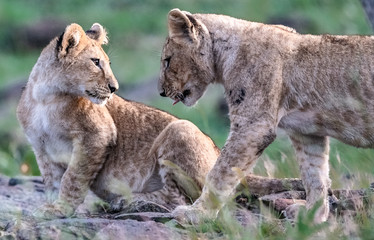 Lion Pride with several female adult lions and numerous babies and juveniles in Maasi Mara, Kenya.
