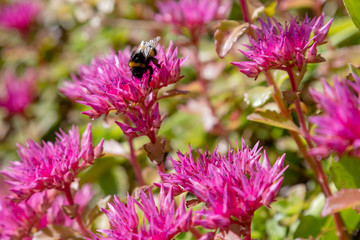 Blossom of sedum spurium, sort Schorbusser blut in alpine garden. Ground cover plants on the Alpine hill.