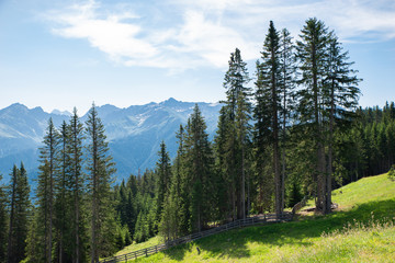 Alpine Pastures And Fir Trees